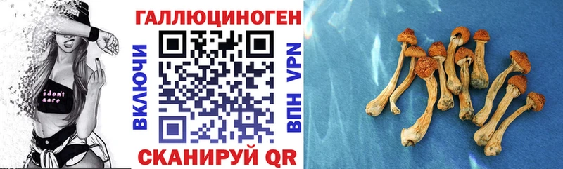 купить наркотик  hydra вход  Галлюциногенные грибы GOLDEN TEACHER  Кашира 